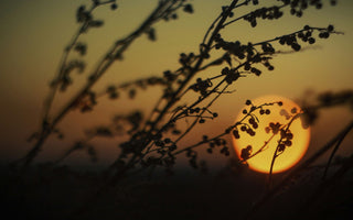 Empowering Your Mood: Combat Stress and Cultivate Inner Peace