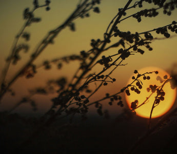 Empowering Your Mood: Combat Stress and Cultivate Inner Peace