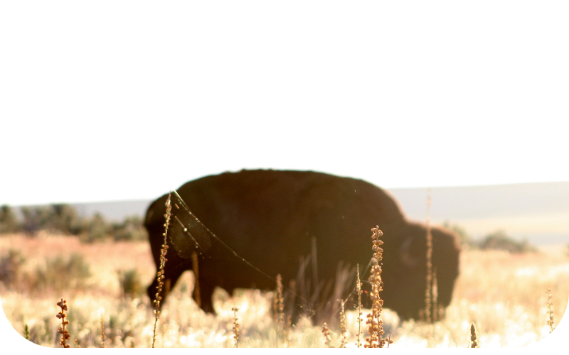 Purity in Every Capsule: Discover the Whole Food Magic of Bison Trifecta