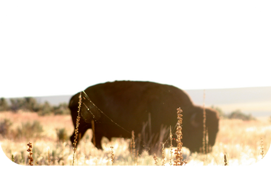 Purity in Every Capsule: Discover the Whole Food Magic of Bison Trifecta