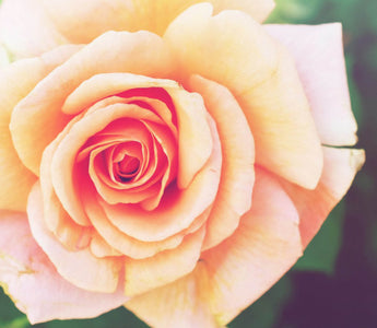 Embracing the Power Within: Caring for Your Vagina and Hormonal Health