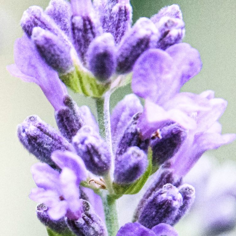 Lavandula angustifolia